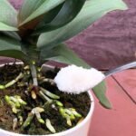 O mistério das raízes mágicas da orquídea