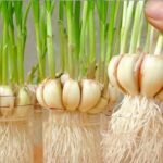 Aprendi-a-plantar-alho-em-casa-e-agora-nao-compro-mais-E-MUITO-FACIL