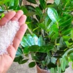 So-1-colher-faz-explodir-de-crescer-qualquer-planta-feia