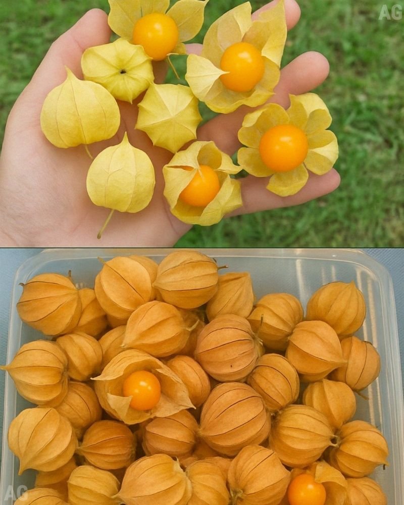 Imagem da Receita