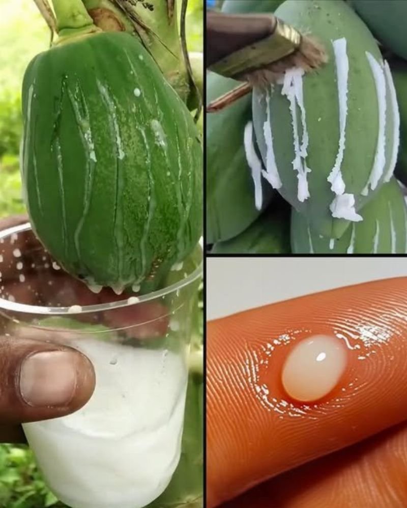Imagem da Receita
